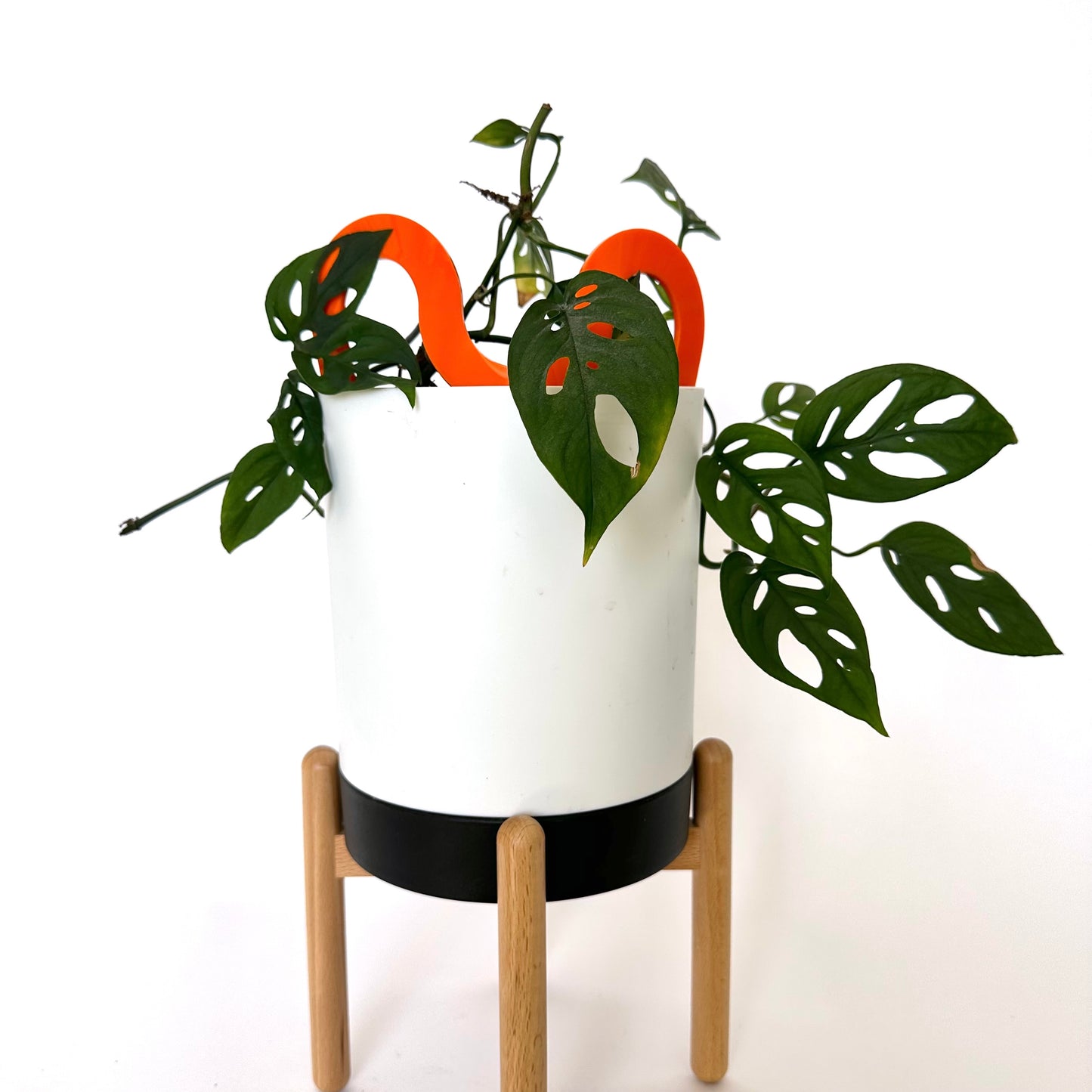 SQUIGGLE PLANT STAKE