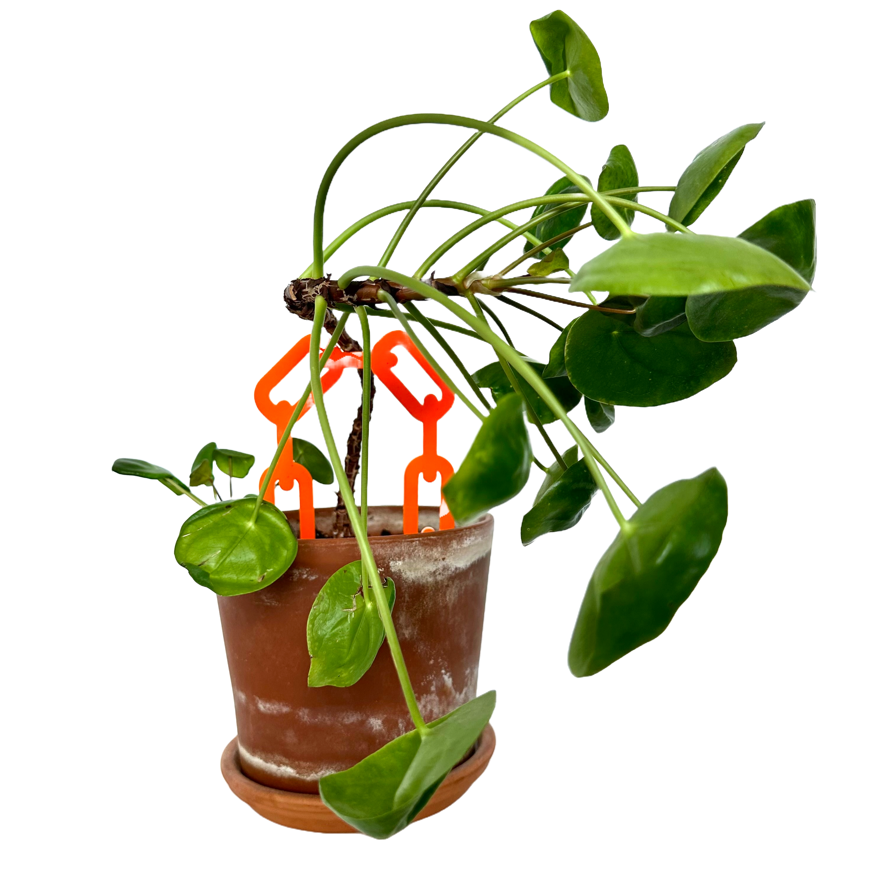 Plant Accessories